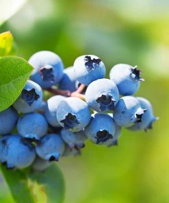 Brighter Blooms Blueberry Bushes Climax Blueberry Bush