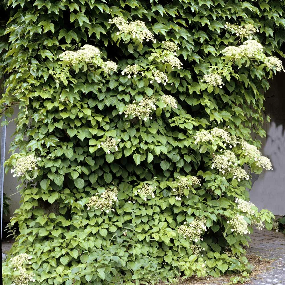 Brighter Blooms Climbing Hydrangea Shrubs & Hedges 2 Brighter Blooms Climbing Hydrangea Shrubs & Hedges