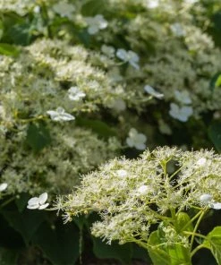 Brighter Blooms Climbing Hydrangea Shrubs & Hedges 5 Brighter Blooms Climbing Hydrangea Shrubs & Hedges