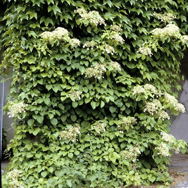 Brighter Blooms Climbing Hydrangea Shrubs & Hedges 1 Brighter Blooms Climbing Hydrangea Shrubs & Hedges