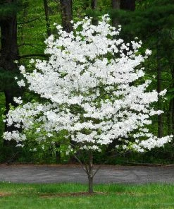 Brighter Blooms Flowering Trees Cloud 9 Dogwood Tree