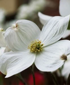 Brighter Blooms Flowering Trees Cloud 9 Dogwood Tree
