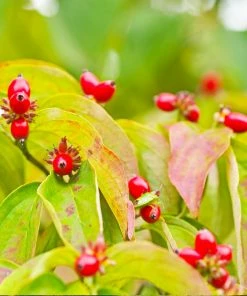 Brighter Blooms Flowering Trees Cloud 9 Dogwood Tree