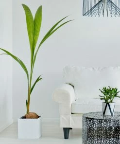 BrighterBlooms.com Palm Trees Coconut Palm Tree