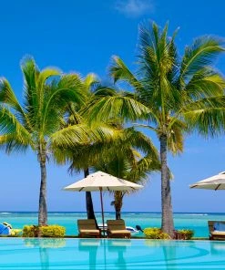 BrighterBlooms.com Palm Trees Coconut Palm Tree