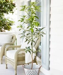 Brighter Blooms Cold Hardy Avocado Tree Fruit Trees