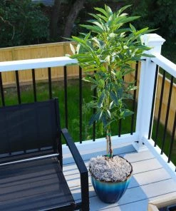 Brighter Blooms Cold Hardy Avocado Tree Fruit Trees