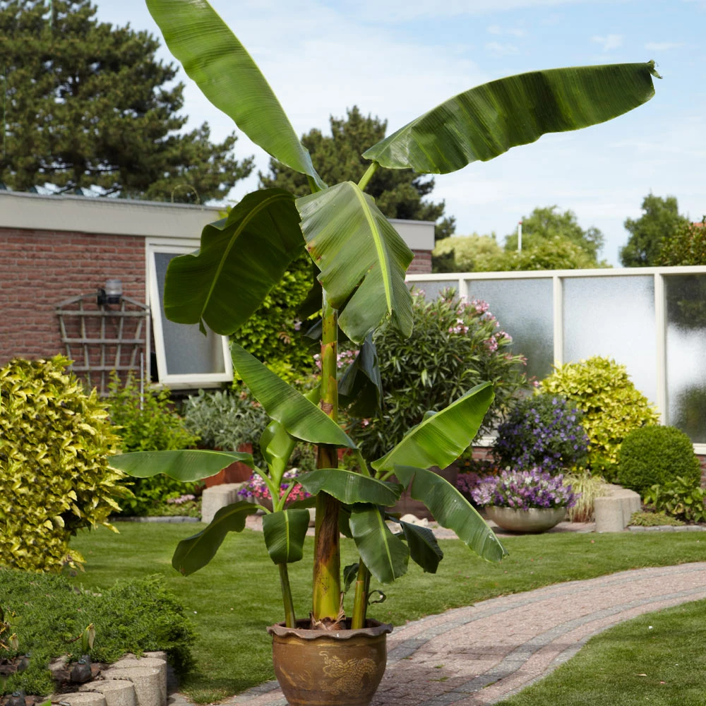 Brighter Blooms Banana Trees Cold Hardy Banana Tree 4 Brighter Blooms Banana Trees Cold Hardy Banana Tree
