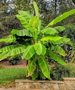 Brighter Blooms Banana Trees Cold Hardy Banana Tree 7 Brighter Blooms Banana Trees Cold Hardy Banana Tree