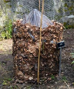 Brighter Blooms Banana Trees Cold Hardy Banana Tree 9 Brighter Blooms Banana Trees Cold Hardy Banana Tree