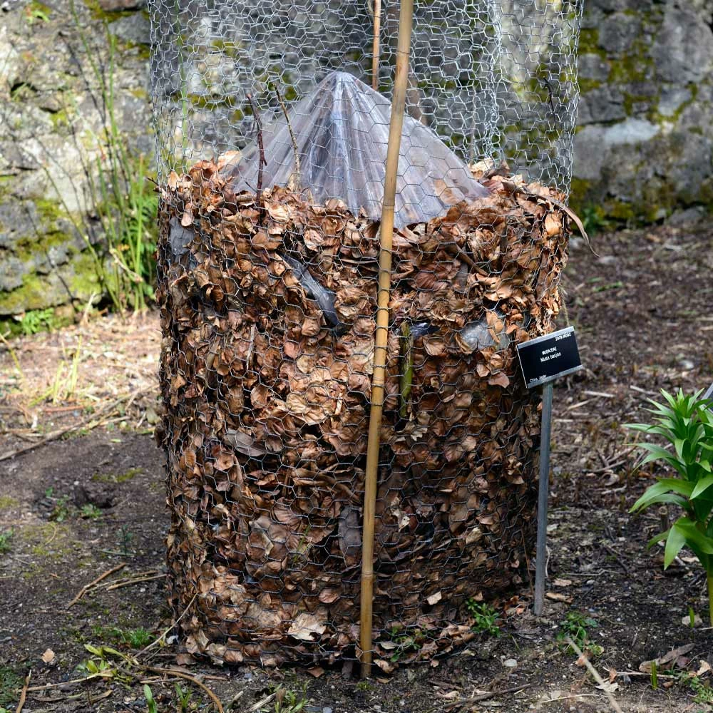 Brighter Blooms Banana Trees Cold Hardy Banana Tree 5 Brighter Blooms Banana Trees Cold Hardy Banana Tree