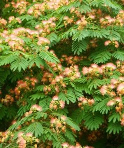 Brighter Blooms Cold Hardy Mimosa Tree