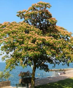 Brighter Blooms Cold Hardy Mimosa Tree