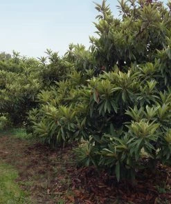 Brighter Blooms Cold Hardy Avocado Tree Fruit Trees