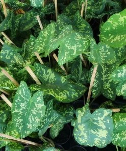 Brighter Blooms Colocasia 'Hilo Beauty' House & Patio 7 Brighter Blooms Colocasia 'Hilo Beauty' House & Patio