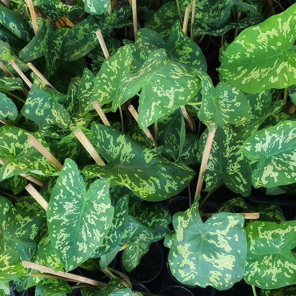 Brighter Blooms Colocasia 'Hilo Beauty' House & Patio 4 Brighter Blooms Colocasia 'Hilo Beauty' House & Patio