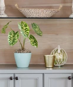 Brighter Blooms Colocasia 'Hilo Beauty' House & Patio