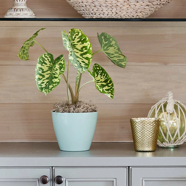 Brighter Blooms Colocasia 'Hilo Beauty' House & Patio 1 Brighter Blooms Colocasia 'Hilo Beauty' House & Patio