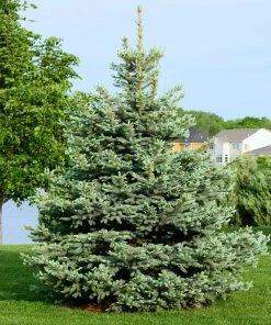 Brighter Blooms Evergreen & Privacy Colorado Blue Spruce Tree