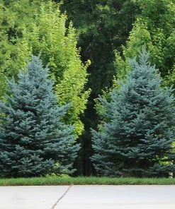 Brighter Blooms Evergreen & Privacy Colorado Blue Spruce Tree