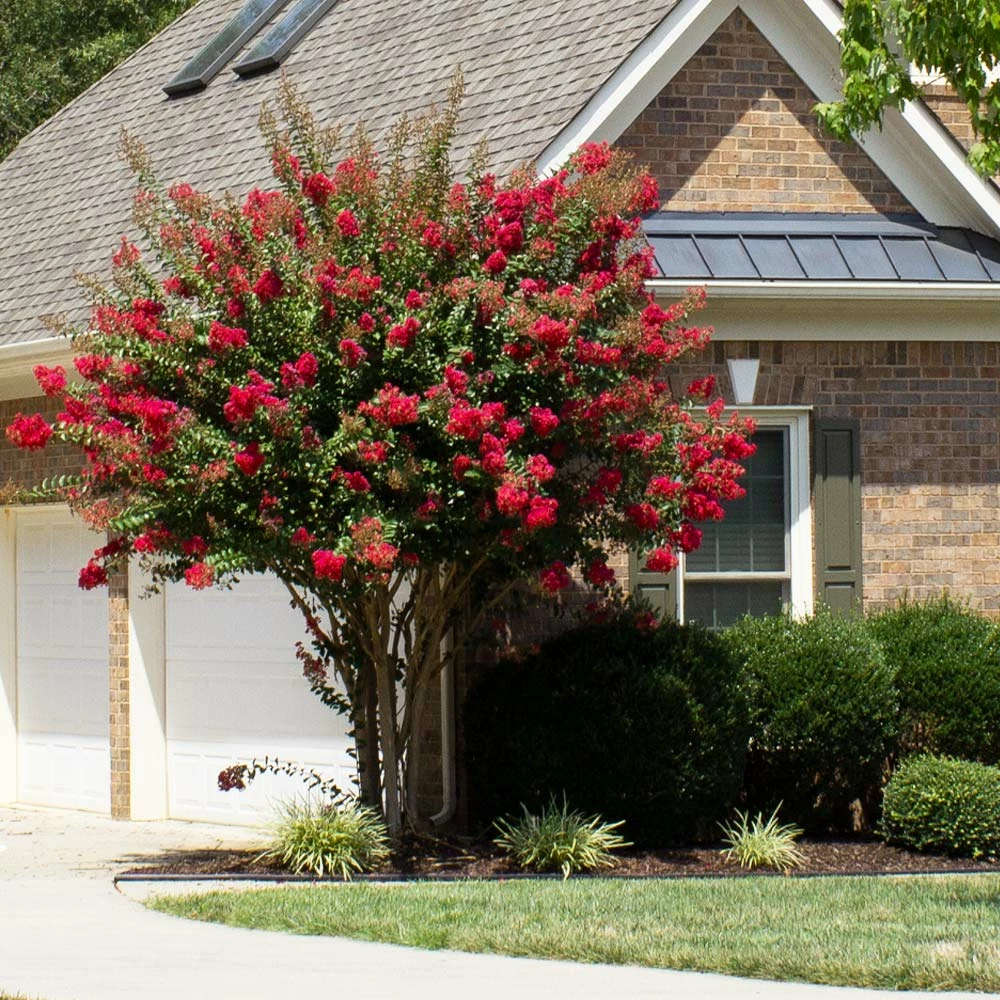 Brighter Blooms Flowering Trees Colorama™ Scarlet Crape Myrtle 3 Brighter Blooms Flowering Trees Colorama™ Scarlet Crape Myrtle