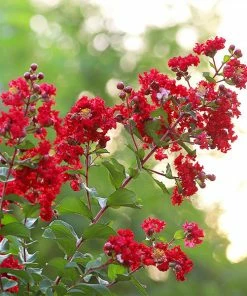 Brighter Blooms Flowering Trees Colorama™ Scarlet Crape Myrtle