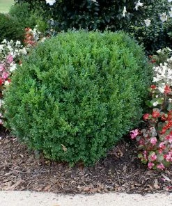 Brighter Blooms Shrubs & Hedges Compacta Japanese Holly Shrub
