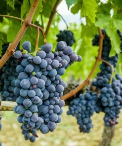 Brighter Blooms Fruit Trees Concord Grape Vine 7 Brighter Blooms Fruit Trees Concord Grape Vine