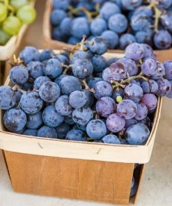 Brighter Blooms Fruit Trees Concord Grape Vine 8 Brighter Blooms Fruit Trees Concord Grape Vine