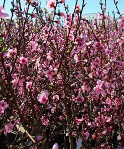 Brighter Blooms Fruit Trees Contender Peach Tree
