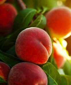 Brighter Blooms Fruit Trees Contender Peach Tree