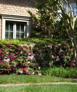 Brighter Blooms Shrubs & Hedges Conversation Piece Azalea Shrub