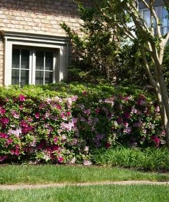 Brighter Blooms Shrubs & Hedges Conversation Piece Azalea Shrub