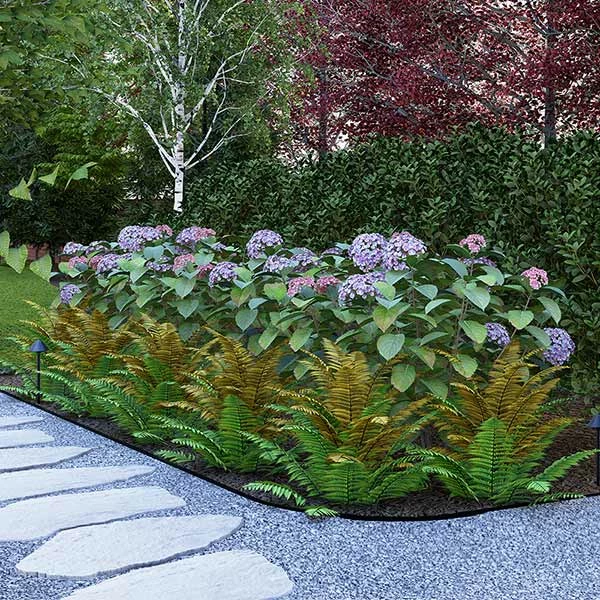 Brighter Blooms Shrubs & Hedges Cool-Climate Shade Garden Kit 1 Brighter Blooms Shrubs & Hedges Cool-Climate Shade Garden Kit