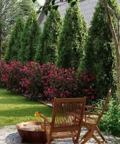 Brighter Blooms Cool-Climate Privacy Kit Evergreen & Privacy