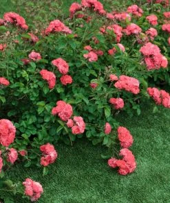 Brighter Blooms Coral Drift® Rose Roses