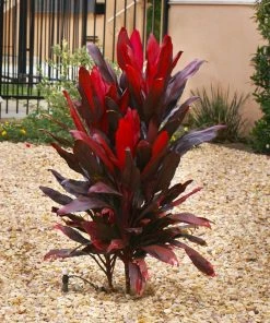 Brighter Blooms Hawaiian Ti Plant