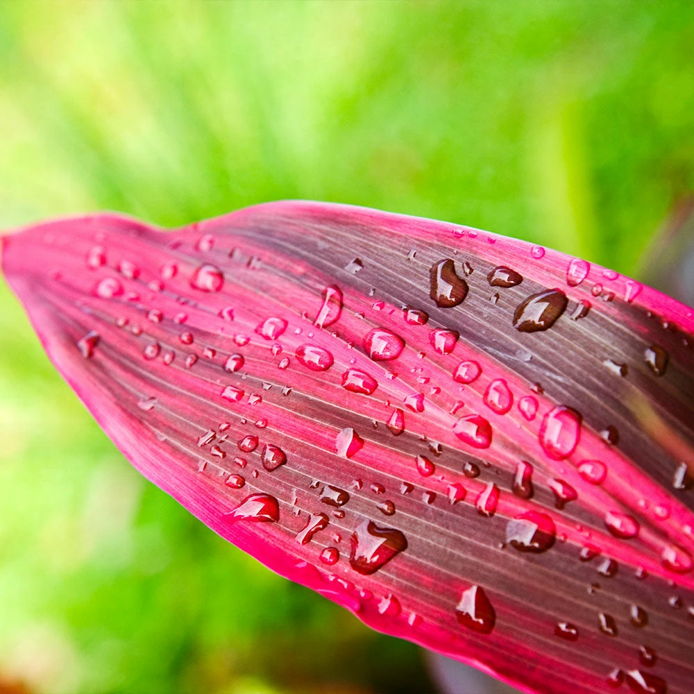 Brighter Blooms Hawaiian Ti Plant 4 Brighter Blooms Hawaiian Ti Plant