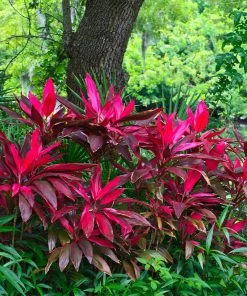 Brighter Blooms Hawaiian Ti Plant 11 Brighter Blooms Hawaiian Ti Plant