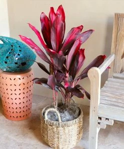 Brighter Blooms Hawaiian Ti Plant 10 Brighter Blooms Hawaiian Ti Plant