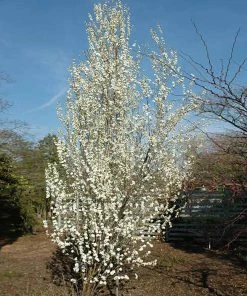 Brighter Blooms Flowering Trees Corinthian White Double Flowering Peach Tree