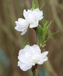 Brighter Blooms Flowering Trees Corinthian White Double Flowering Peach Tree