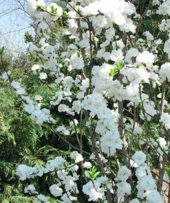 Brighter Blooms Flowering Trees Corinthian White Double Flowering Peach Tree