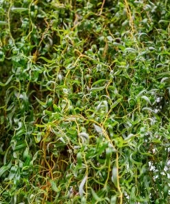 Brighter Blooms Corkscrew Willow Tree Arborvitae Trees