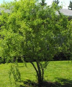 Brighter Blooms Corkscrew Willow Tree Arborvitae Trees