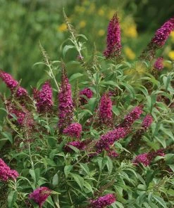Brighter Blooms CranRazz™ Butterfly Bush (Tree Form)