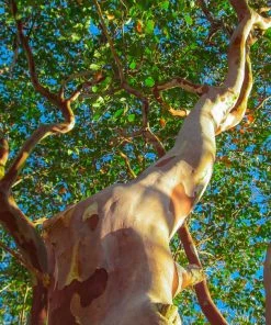 Brighter Blooms Twilight Crape Myrtle Tree Flowering Trees 9 Brighter Blooms Twilight Crape Myrtle Tree Flowering Trees
