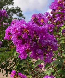 Brighter Blooms Twilight Crape Myrtle Tree Flowering Trees 8 Brighter Blooms Twilight Crape Myrtle Tree Flowering Trees