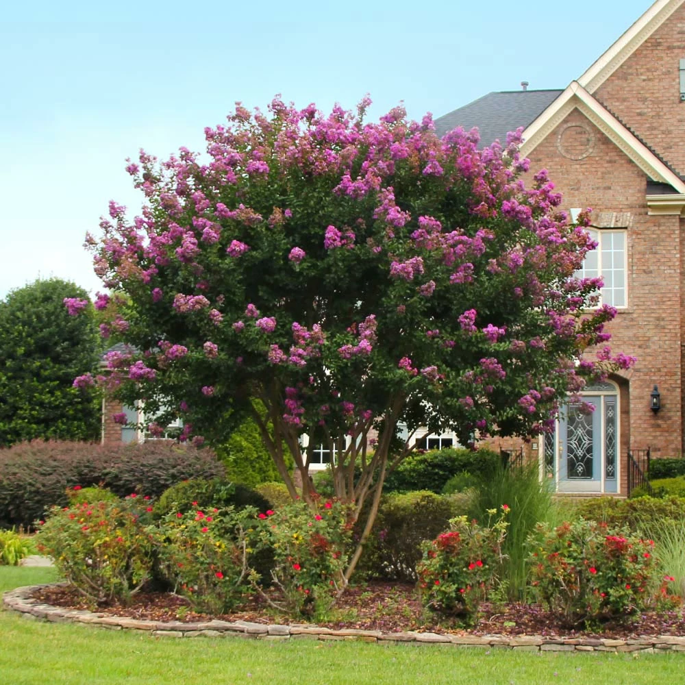 Brighter Blooms Twilight Crape Myrtle Tree Flowering Trees 2 Brighter Blooms Twilight Crape Myrtle Tree Flowering Trees