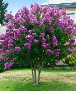 Brighter Blooms Twilight Crape Myrtle Tree Flowering Trees 7 Brighter Blooms Twilight Crape Myrtle Tree Flowering Trees